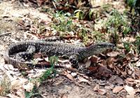 Queensland Lizard 1001